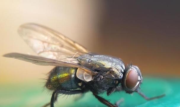 JPA的好搭档 - QueryDSL